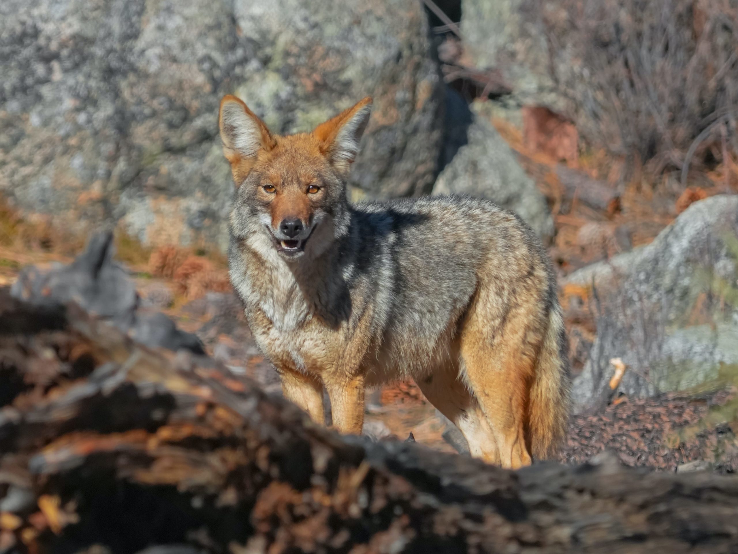 Coyote stares are the viewer, with boulders in the background (Photo by Ana Karenina)